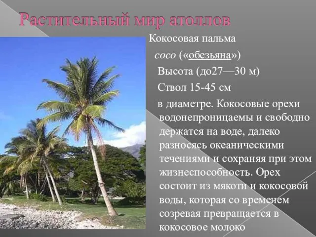 Кокосовая пальма coco («обезьяна») Высота (до27—30 м) Ствол 15-45 см в диаметре. Кокосовые