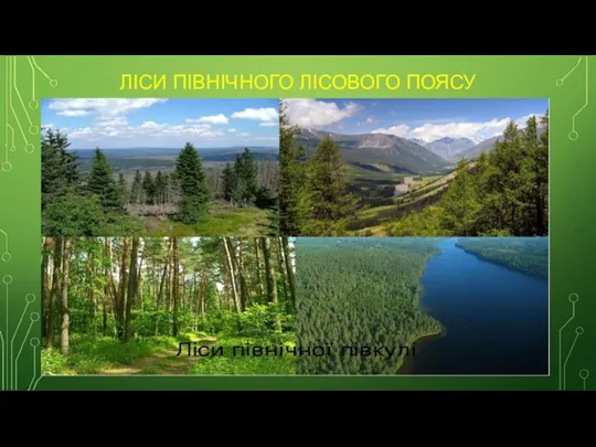 ЛІСИ ПІВНІЧНОГО ЛІСОВОГО ПОЯСУ