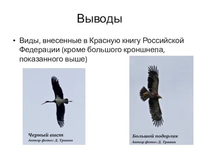 Выводы Виды, внесенные в Красную книгу Российской Федерации (кроме большого кроншнепа, показанного выше)