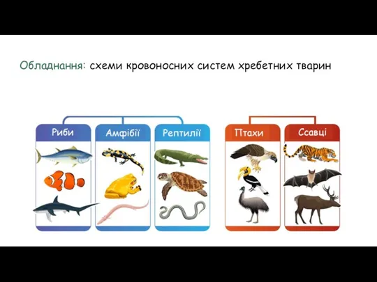 Обладнання: схеми кровоносних систем хребетних тварин