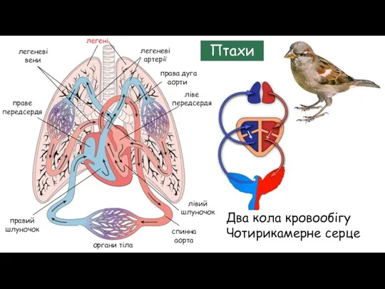 Птахи Два кола кровообігу Чотирикамерне серце ліве передсердя легені праве