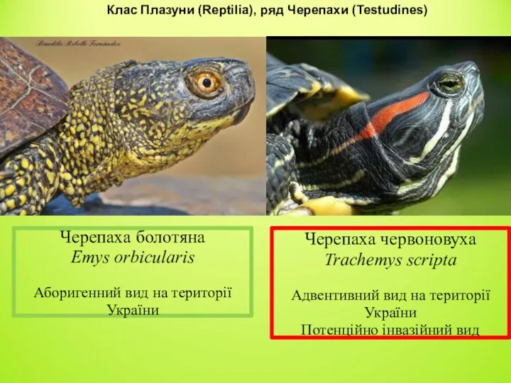 Черепаха болотяна Emys orbicularis Аборигенний вид на території України Клас