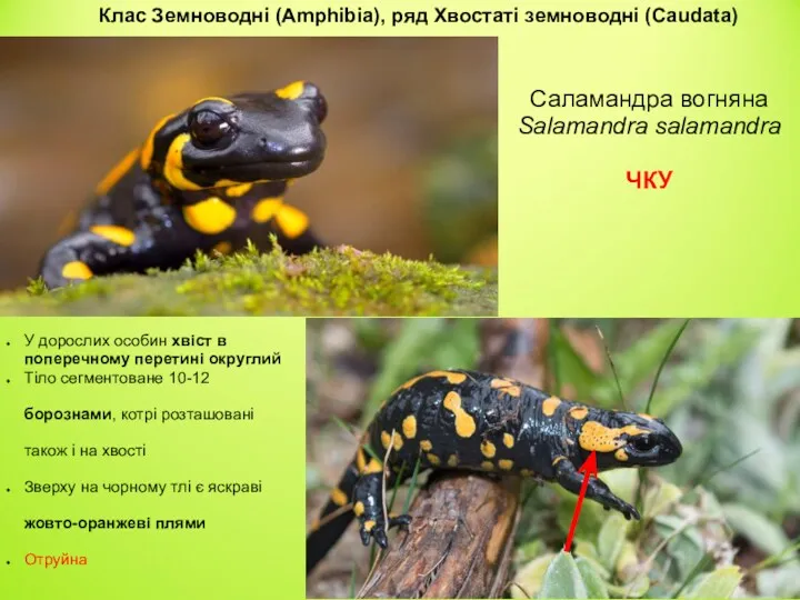 Саламандра вогняна Salamandra salamandra ЧКУ У дорослих особин хвіст в