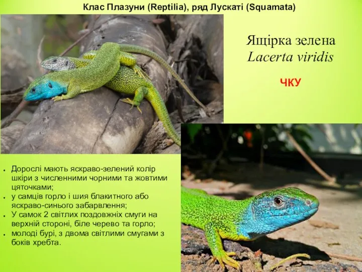 Ящірка зелена Lacerta viridis ЧКУ Дорослі мають яскраво-зелений колір шкіри