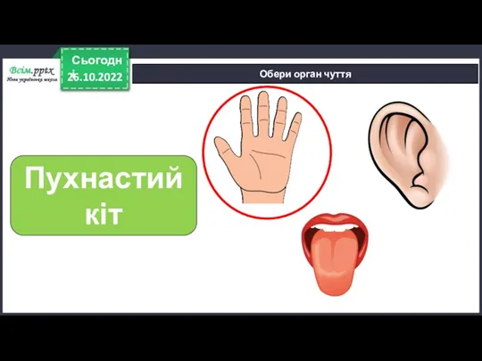 26.10.2022 Сьогодні Обери орган чуття Пухнастий кіт