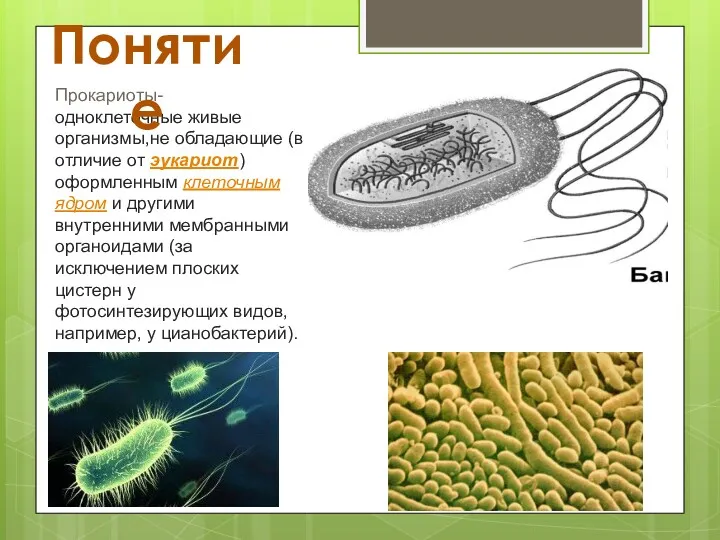 Прокариоты- одноклеточные живые организмы,не обладающие (в отличие от эукариот) оформленным