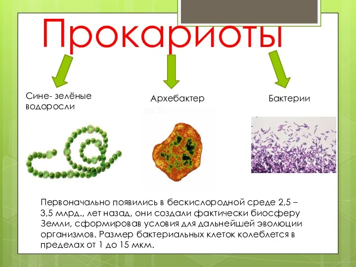 Прокариоты Сине- зелёные водоросли Архебактерии Бактерии Первоначально появились в бескислородной