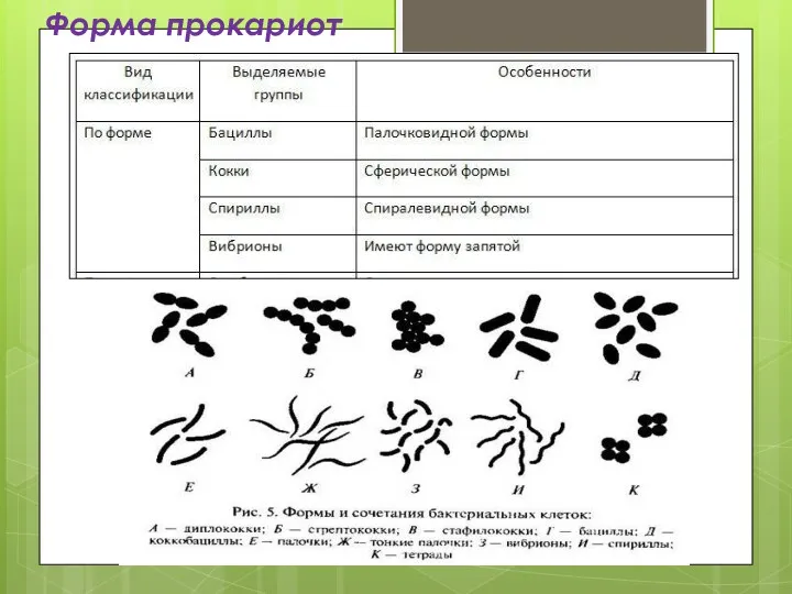 Форма прокариот