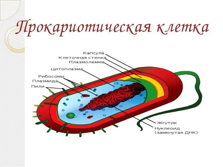 Строение клетки