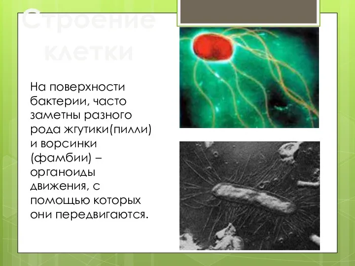 Строение клетки На поверхности бактерии, часто заметны разного рода жгутики(пилли)