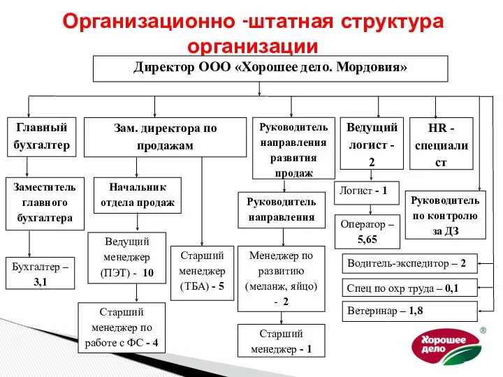 Организационно -штатная структура организации Директор ООО «Хорошее дело. Мордовия» Главный