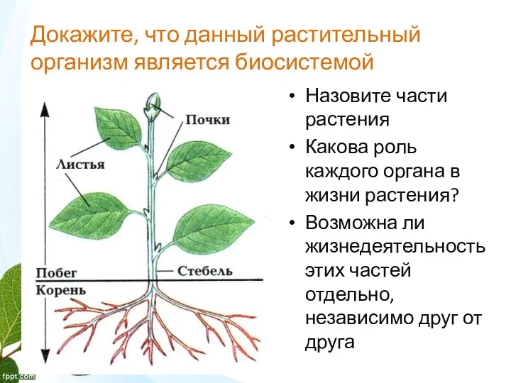 Докажите, что данный растительный организм является биосистемой Product A Feature 1 Назовите части