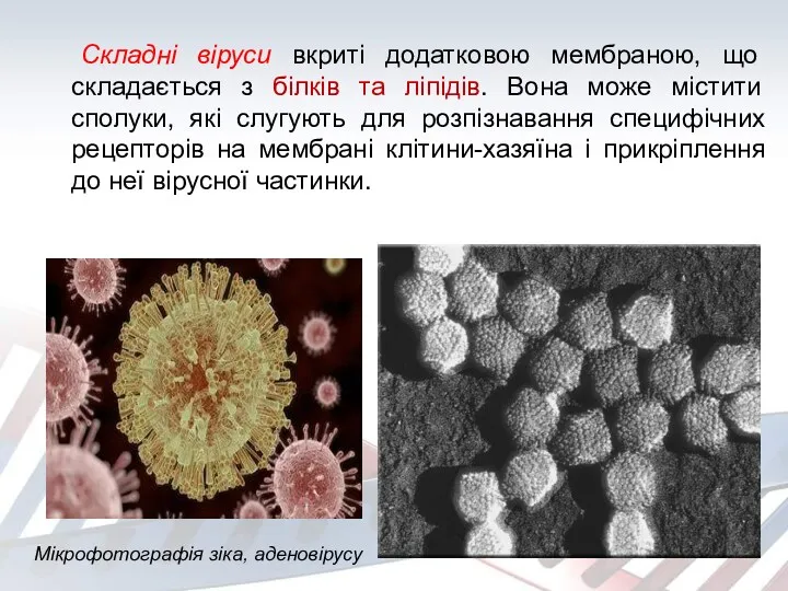 Складні віруси вкриті додатковою мембраною, що складається з білків та