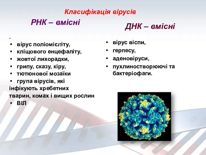 Класифікація вірусів РНК – вмісні . вірус поліомієліту, кліщового енцефаліту,
