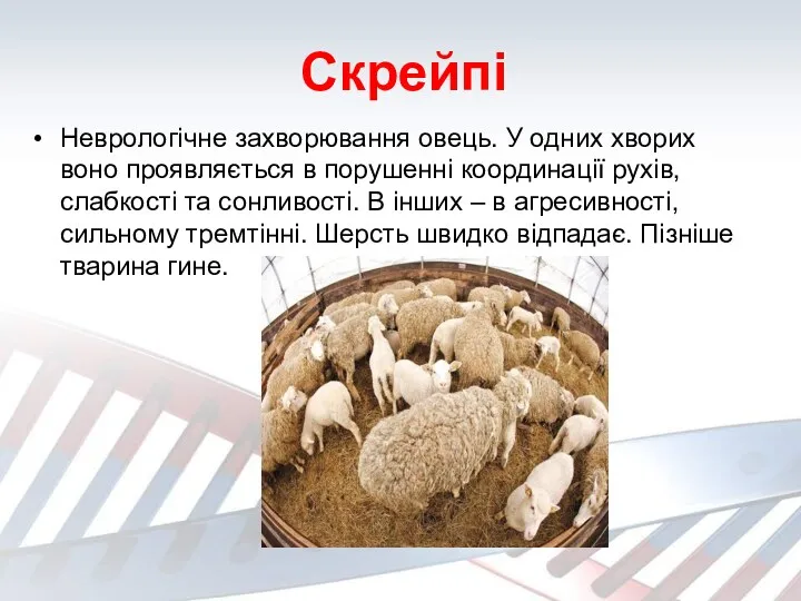 Скрейпі Неврологічне захворювання овець. У одних хворих воно проявляється в
