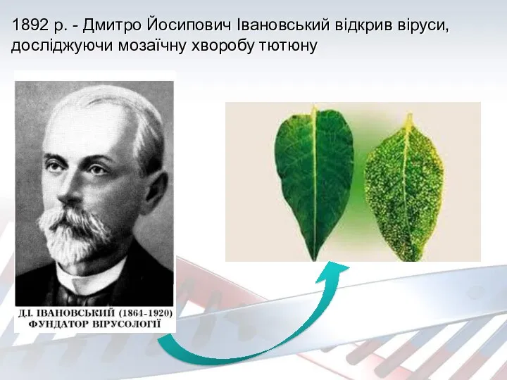 1892 р. - Дмитро Йосипович Івановський відкрив віруси, досліджуючи мозаїчну хворобу тютюну