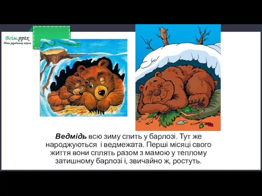 Ведмідь всю зиму спить у барлозі. Тут же народжуються і ведмежата. Перші місяці