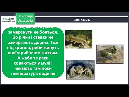 15.12.2022 Сьогодні Звірі взимку Риби, жаби та раки замерзнути не бояться, бо річки