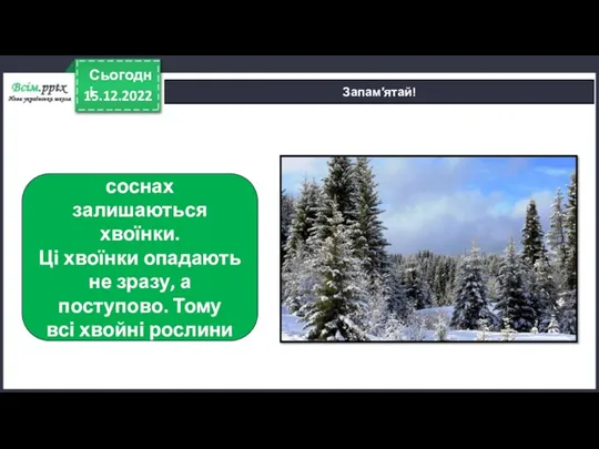 15.12.2022 Сьогодні Запам′ятай! Тільки на ялинках та соснах залишаються хвоїнки. Ці хвоїнки опадають