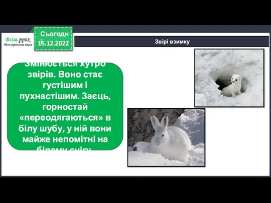 15.12.2022 Сьогодні Звірі взимку Змінюється хутро звірів. Воно стає густішим і пухнастішим. Заєць,