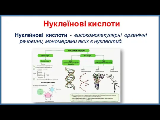 Нуклеїнові кислоти Нуклеїнові кислоти - високомолекулярні органічні речовини, мономерами яких є нуклеотид.