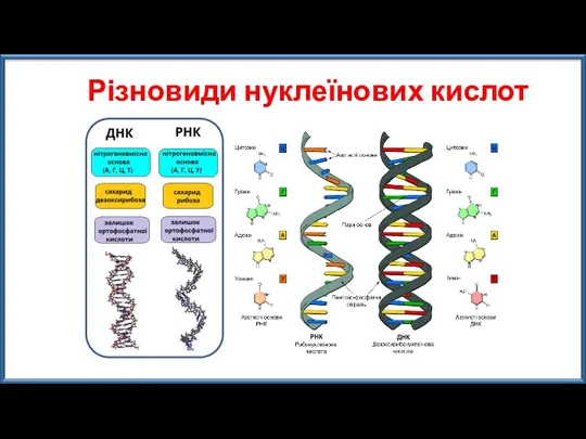 Різновиди нуклеїнових кислот