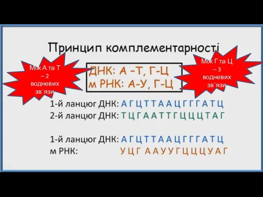 Між А та Т – 2 водневих зв`язи Між Г та Ц – 3 водневих зв`язи