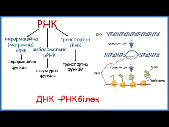 РНК інформаційна (матрична) іРНК рибосомальна рРНК транспортна тРНК інформаційна функція структурна функція транспортна