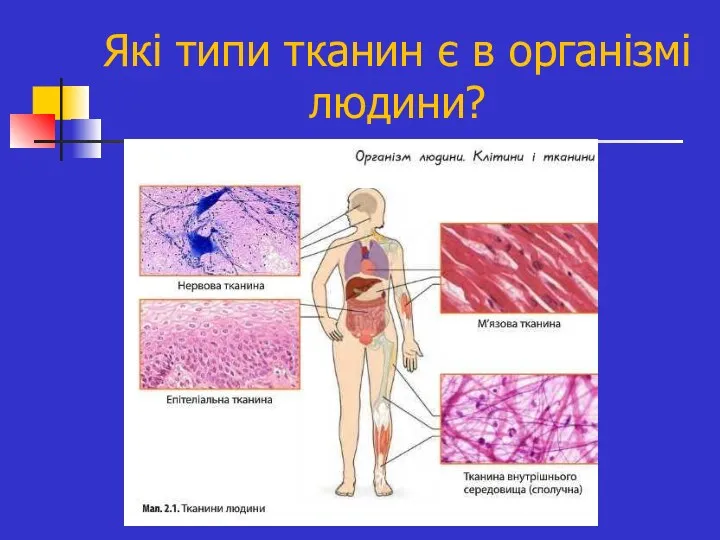 Які типи тканин є в організмі людини?