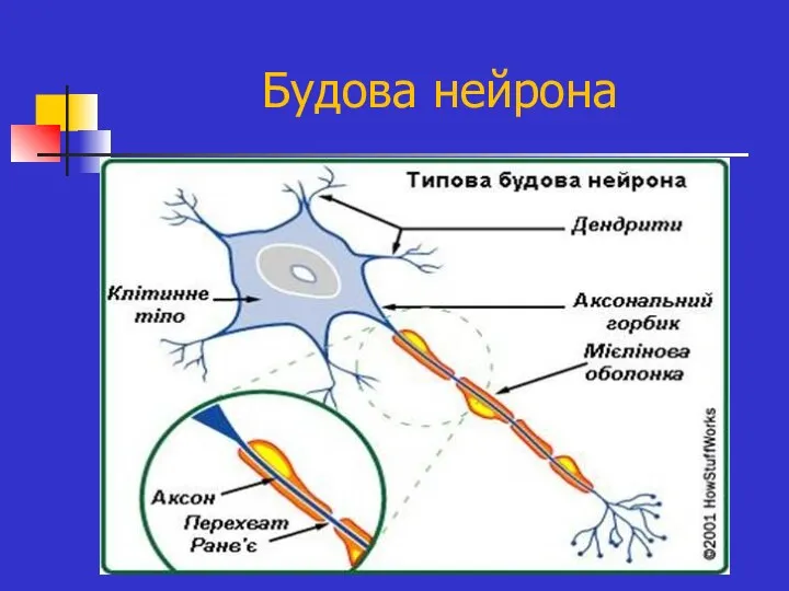 Будова нейрона