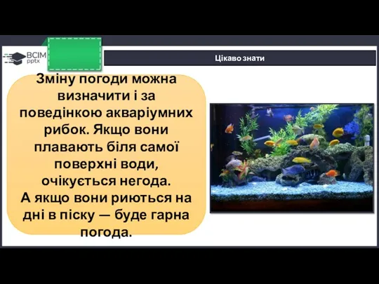 Цікаво знати Зміну погоди можна визначити і за поведінкою акваріумних