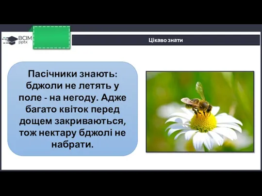 Цікаво знати Пасічники знають: бджоли не летять у поле -