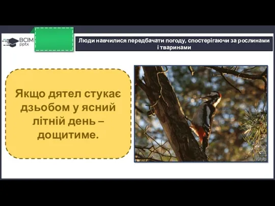 Люди навчилися передбачати погоду, спостерігаючи за рослинами і тваринами Якщо