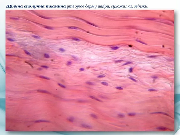 Щільна сполучна тканина утворює дерму шкіри, сухожилки, зв'язки.