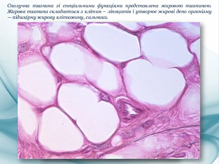Сполучна тканина зі спеціальними функціями представлена жировою тканиною. Жирова тканина