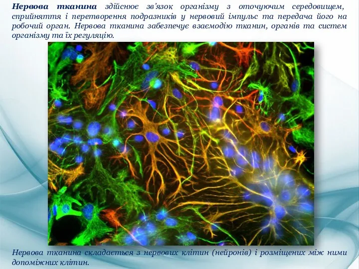 Нервова тканина здійснює зв’язок організму з оточуючим середовищем, сприйняття і