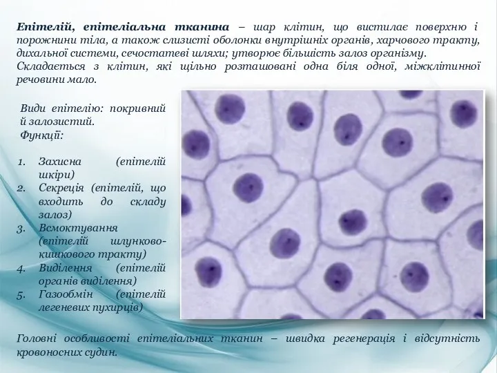 Епітелій, епітеліальна тканина – шар клітин, що вистилає поверхню і