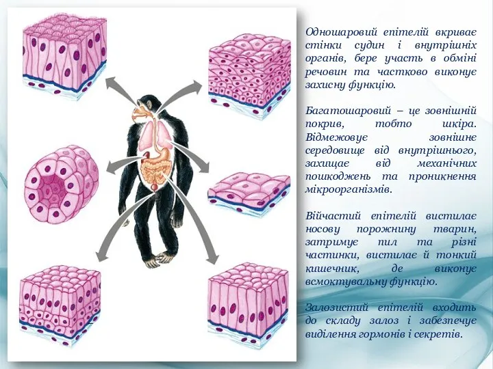 Одношаровий епітелій вкриває стінки судин і внутрішніх органів, бере участь