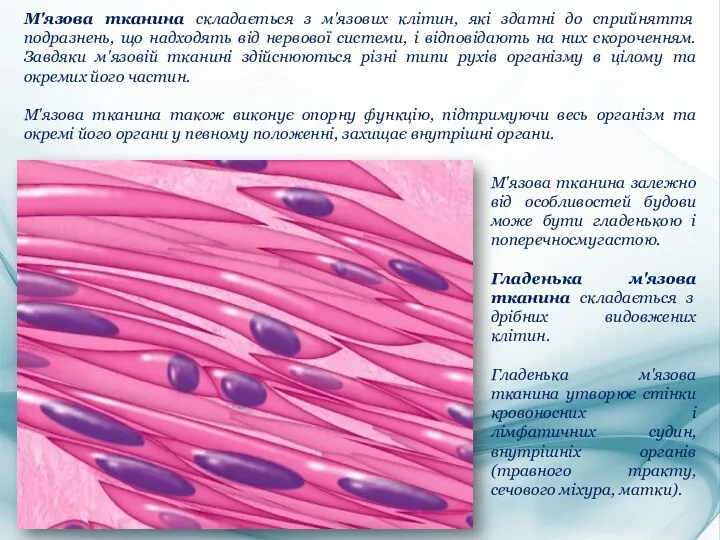 М'язова тканина залежно від особливостей будови може бути гладенькою і