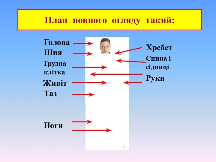 План повного огляду такий: Голова Шия Грудна клітка Живіт Таз Ноги Руки Хребет Спина і сідниці