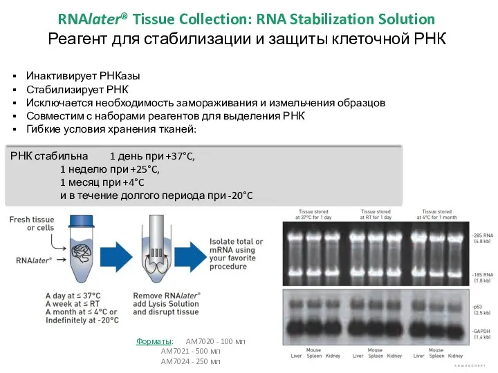 Инактивирует РНКазы Стабилизирует РНК Исключается необходимость замораживания и измельчения образцов