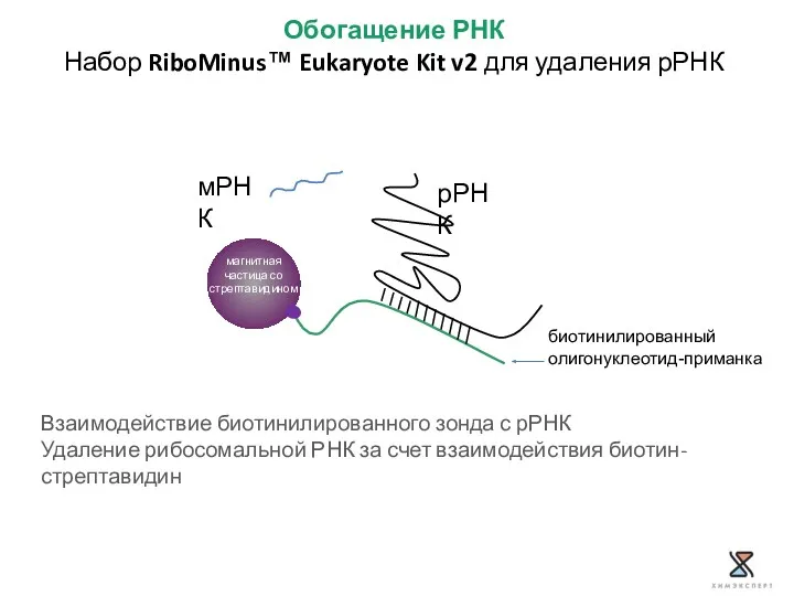 Обогащение РНК Набор RiboMinus™ Eukaryote Kit v2 для удаления рРНК