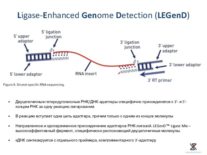 Ligase-Enhanced Genome Detection (LEGenD) Двуцепочечные гетеродуплексные РНК/ДНК-адаптеры специфично присоединятся к