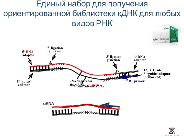 OH P P OH NNNNNN 3’ DNA adaptor 3’ ‘guide’