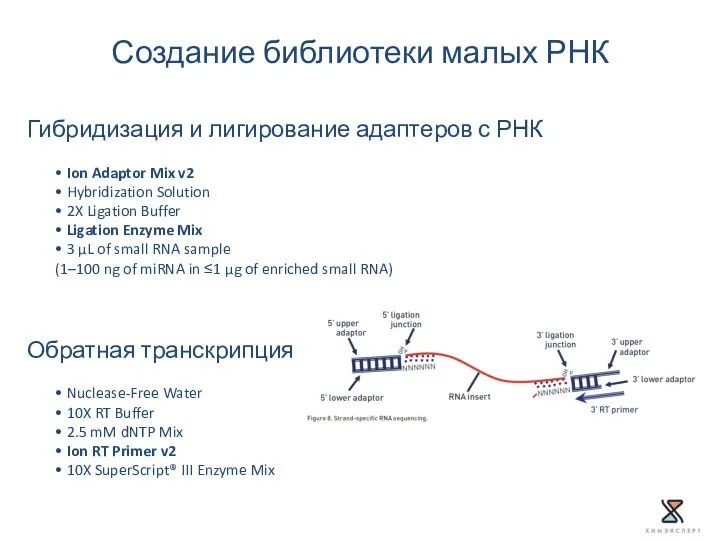 Создание библиотеки малых РНК Гибридизация и лигирование адаптеров с РНК