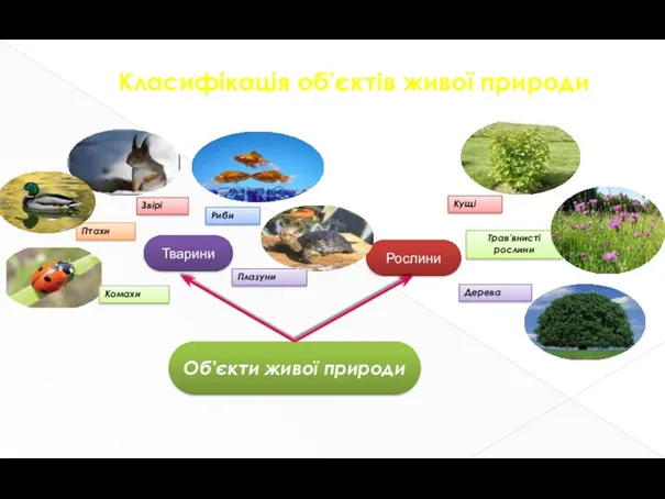 Класифікація об'єктів живої природи Тварини Рослини Об'єкти живої природи Птахи