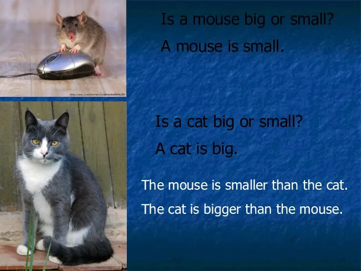 Is a mouse big or small? A mouse is small. Is a cat