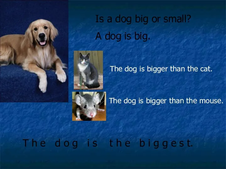 Is a dog big or small? A dog is big. T h e