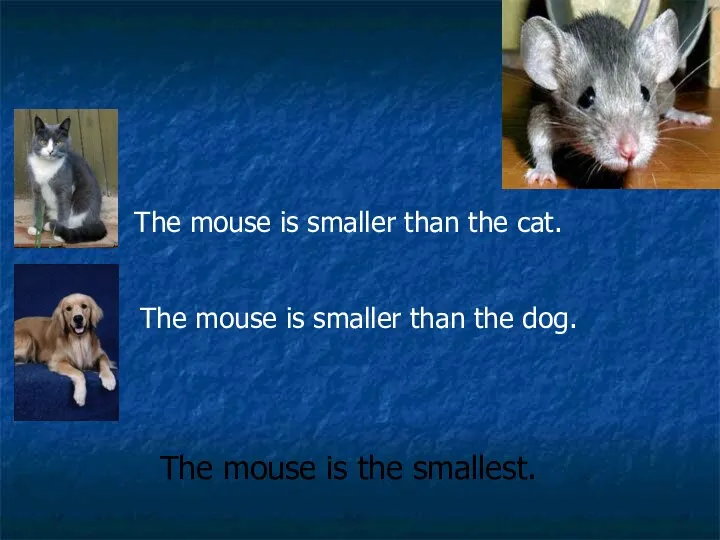 The mouse is smaller than the cat. The mouse is