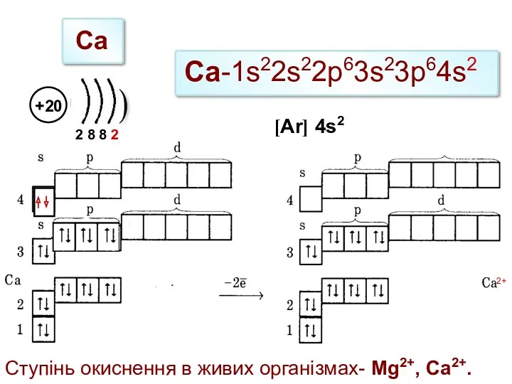 2 8 8 2 Ca Са-1s22s22p63s23р64s2 Ступінь окиснення в живих організмах- Mg2+, Са2+. 2+ [Ar] 4s2